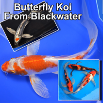 Butterfly Koi